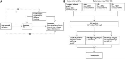 Transient ischemic attack and coronary artery disease: a two-sample Mendelian randomization analysis